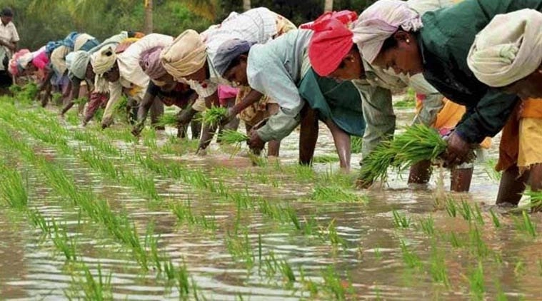 indian farmer | national