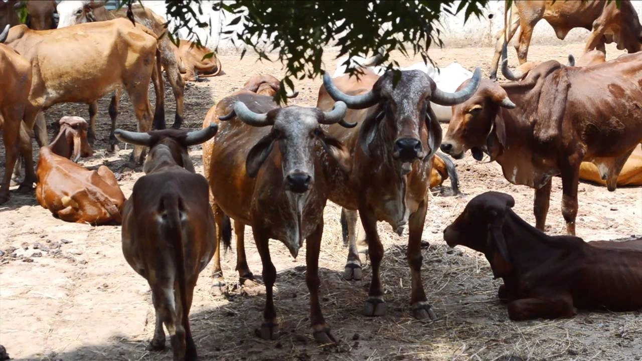 national | government | rajkot