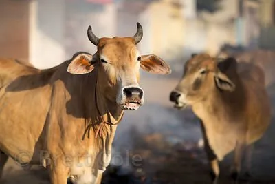 Cow