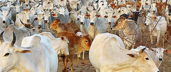 Gujarat | Ahmedabad | Rmc | Banchhanidhi Pani