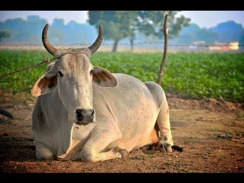 Cow