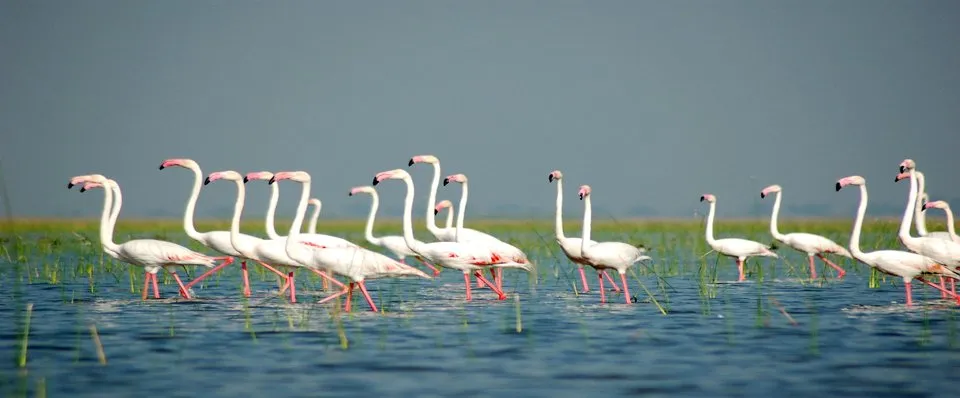 Gujarat