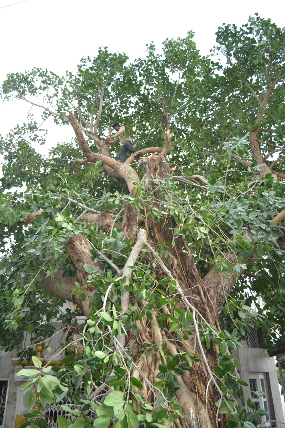 The Rare Tree Of Pulp With 150 Years Old Old Cowboy Dances
