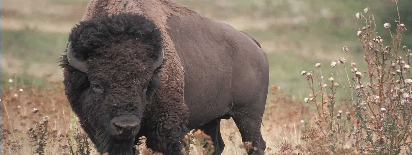 Buffalo