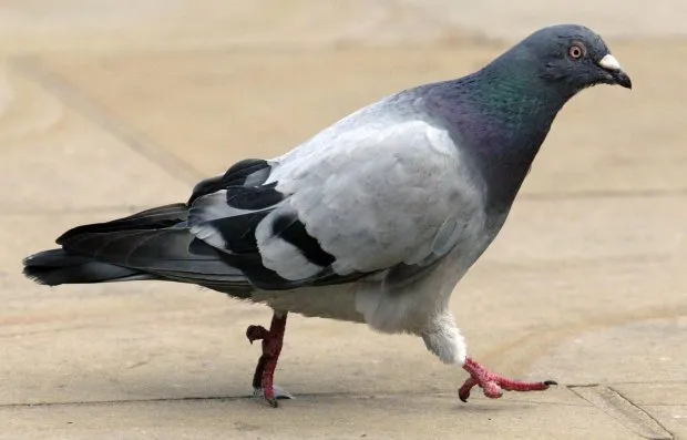 Pigeon