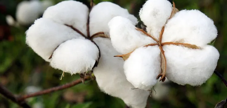Cotton