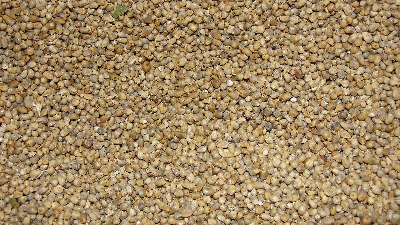 1280px A closeup of Pearl Millet Cumbu