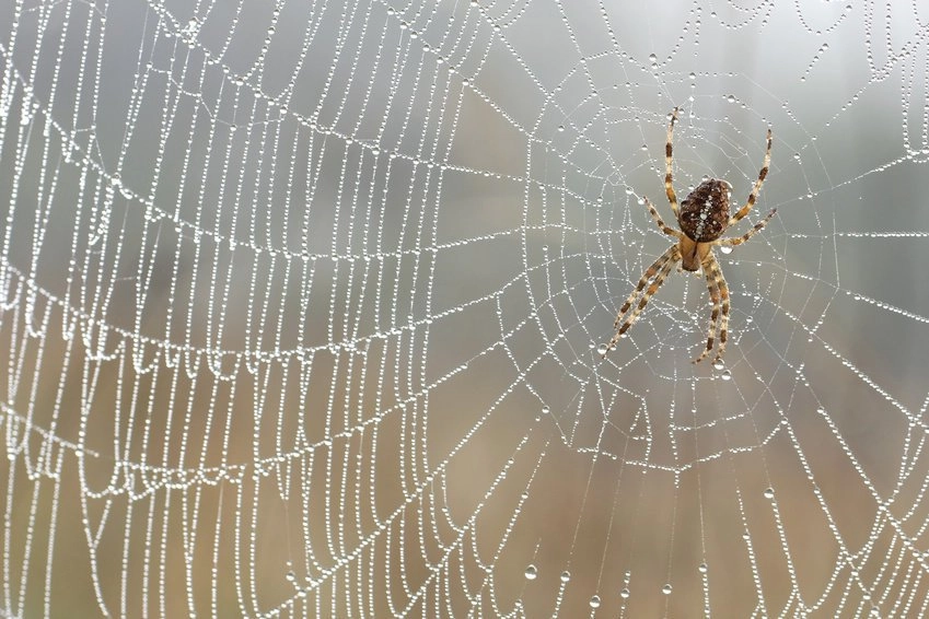 spider net