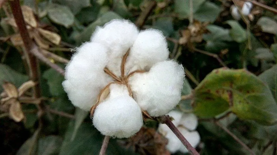 Cotton