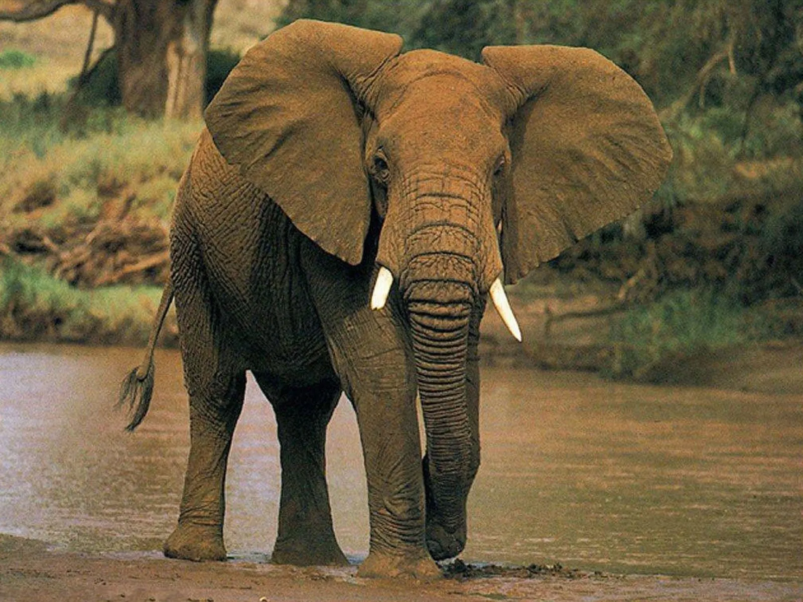 Elephant Ears