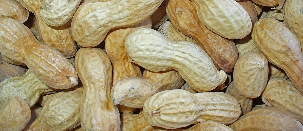 groundnut