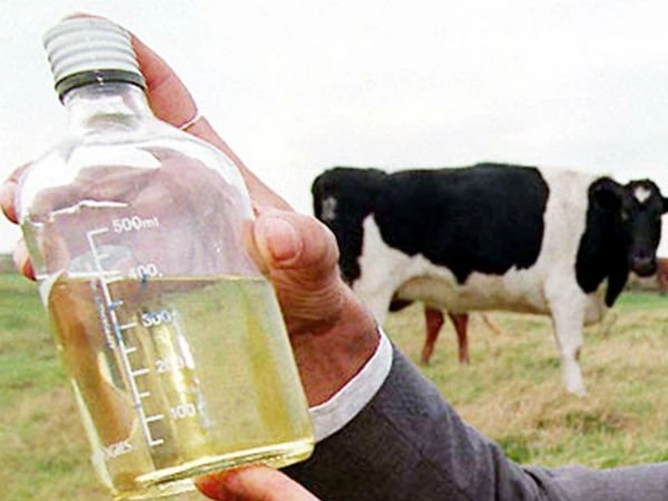 cow-urine