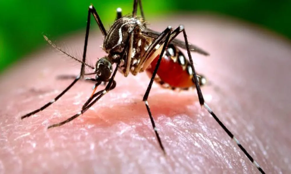 Home Remedies For Dengue 660X330