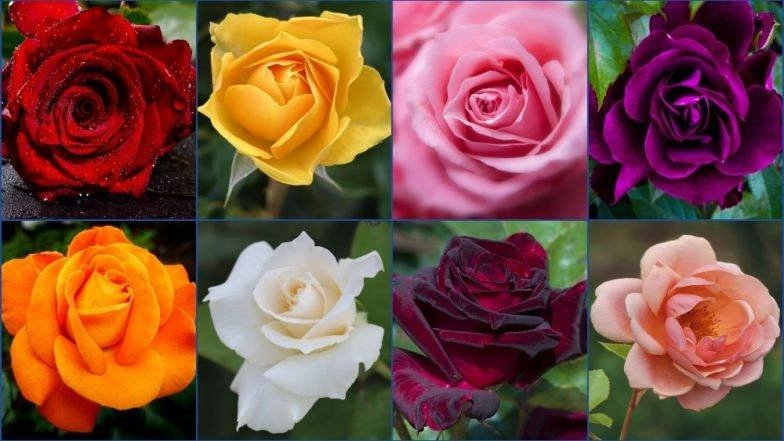 Rose Day Different Types of Roses