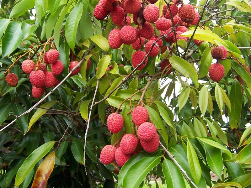 there-are-many-benefits-to-eating-lichi-but-do-you-know-the-damage-done-by-it