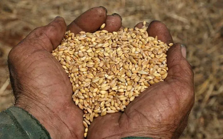 Wheat.jpg