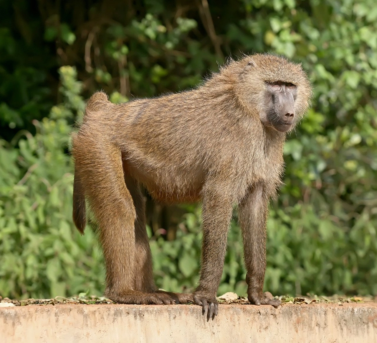 pradyuman-park-will-be-the-first-zoo-in-gujarat-to-display-a-foreign-baboon-monkey