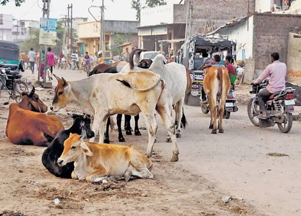 surendranagar-will-close-again-on-thursday-in-protest-of-black-traffic-laws