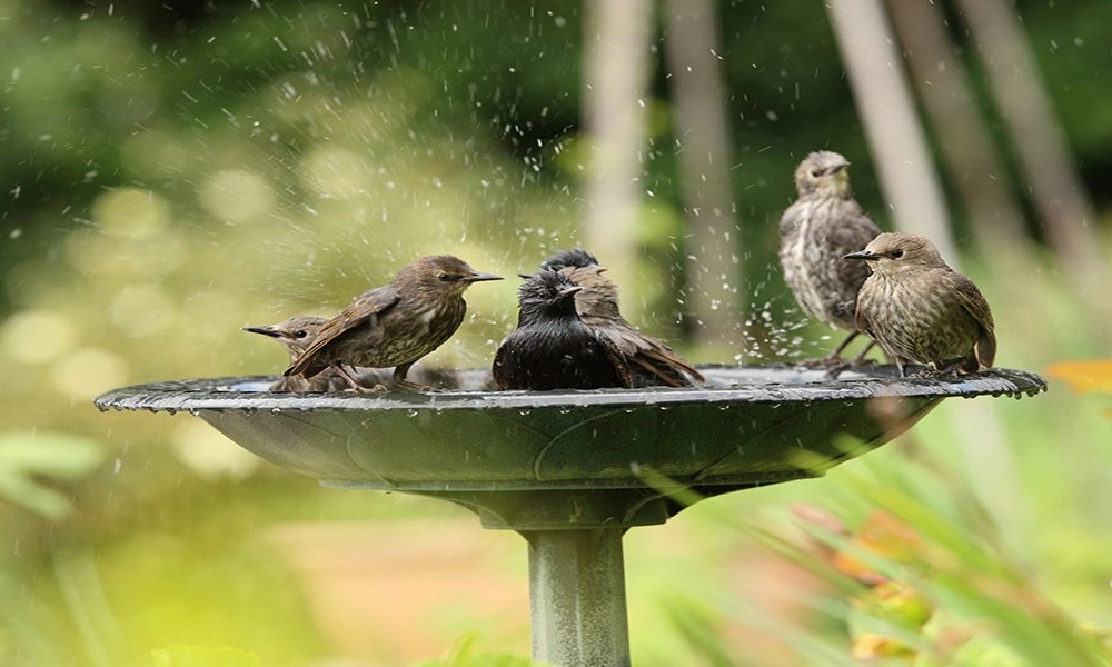 stock photo a family of starlings enjoying a water bath 200129417 1920x1524