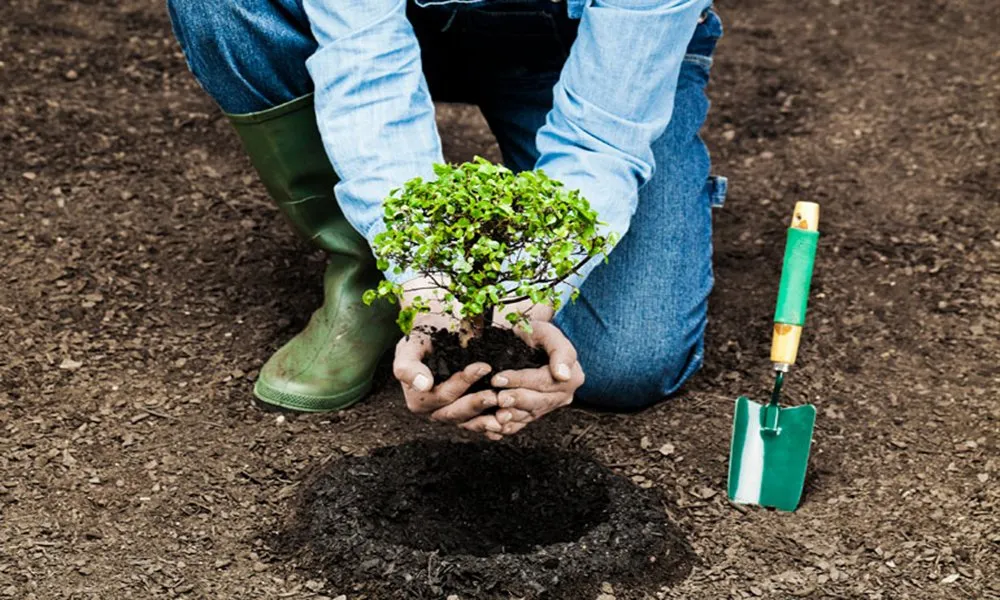 Planting Trees To Feed Your Soul Feature