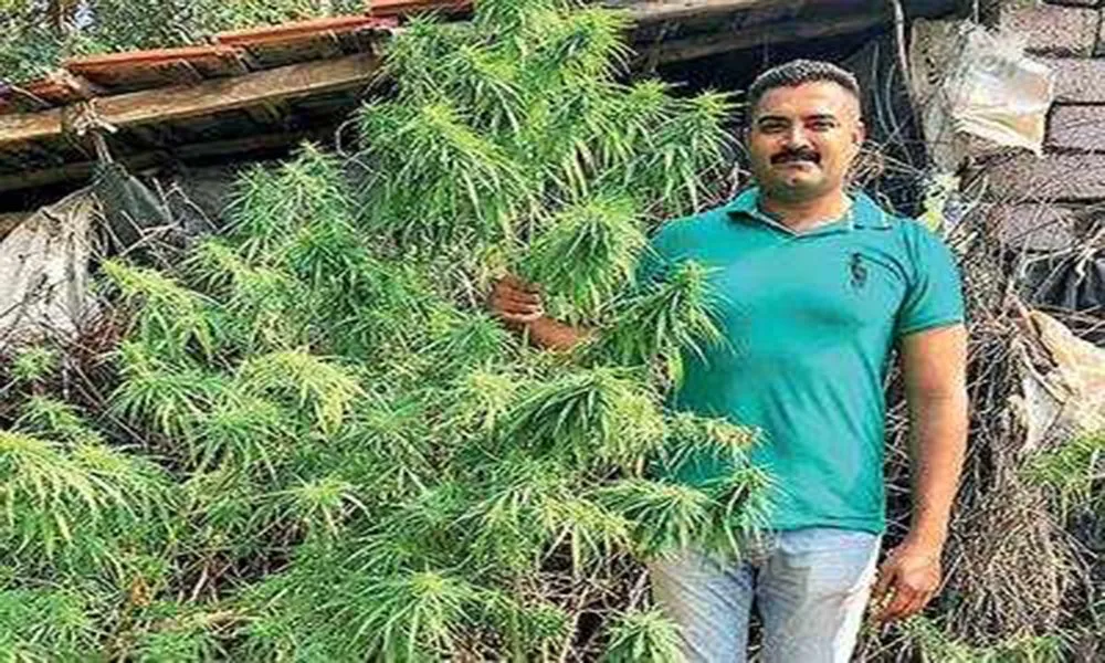 A Ganja Problem That Is 7 Ft ‘High’.jpg.jpg