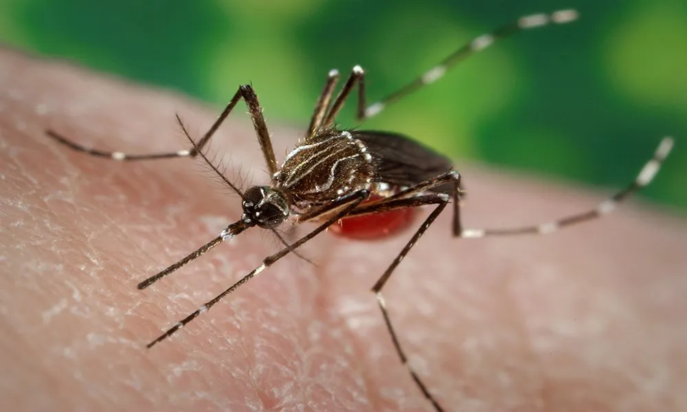 Mosquitoes Aedes Aegypti Carrier Yellow Fever Dengue