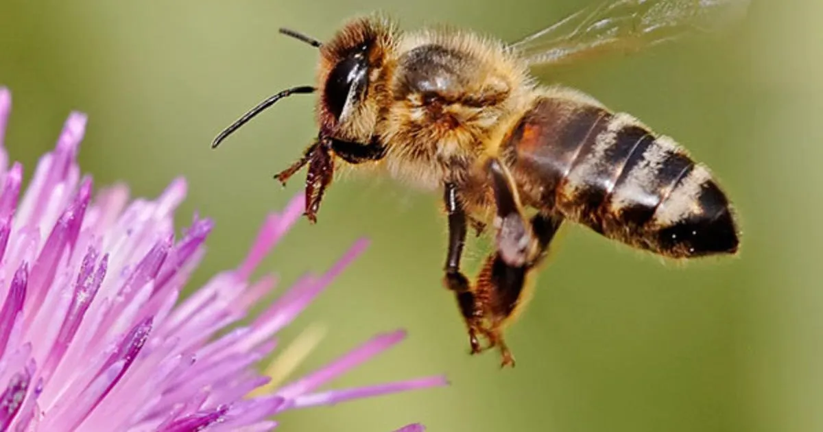 Honeybee Milkthistle 180606 Li Facebookshare 1200