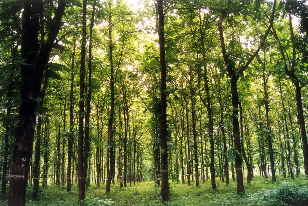 types of forest large