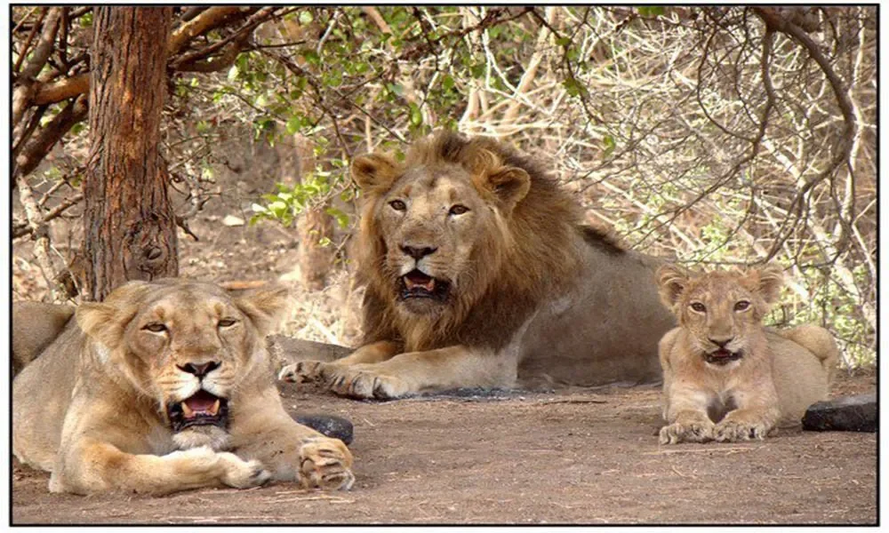 Gir Lion Gir Forestjunagadhgujaratindia.jpeg