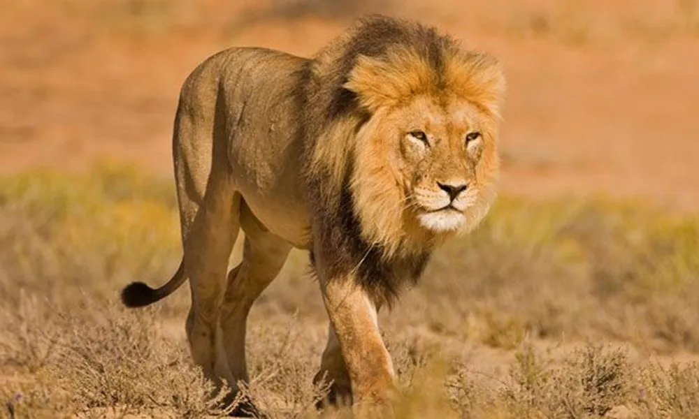 Lion Stalking Kalahari Desert.jpg.638X0 Q80 Crop Smart