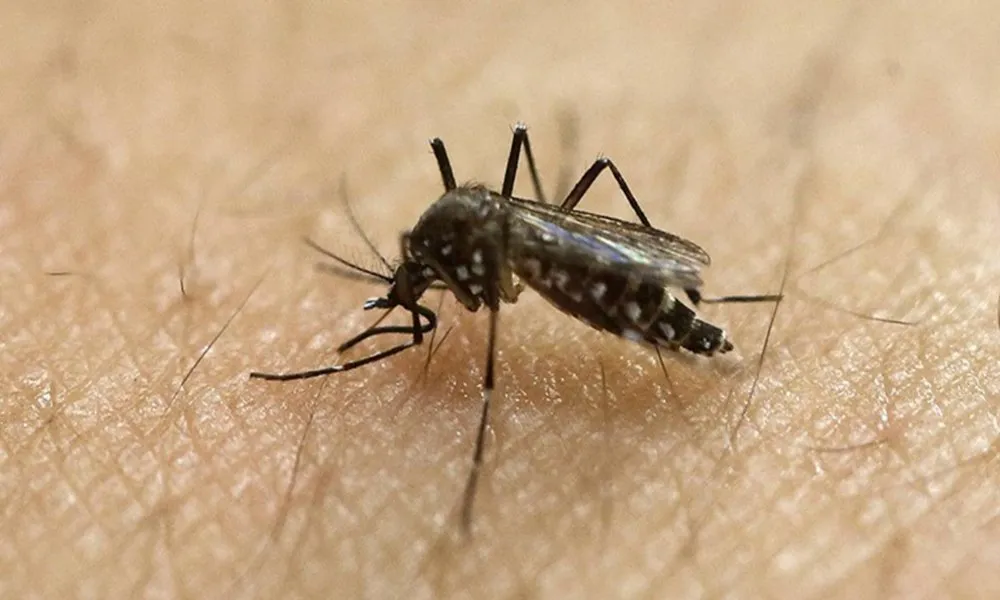 Dengue759.Jpg