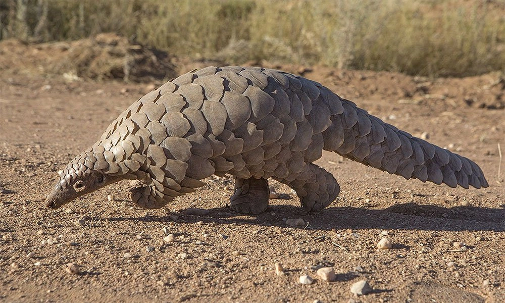 pangolin 2019