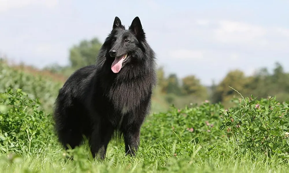 Belgian Sheepdog Standing In A Field