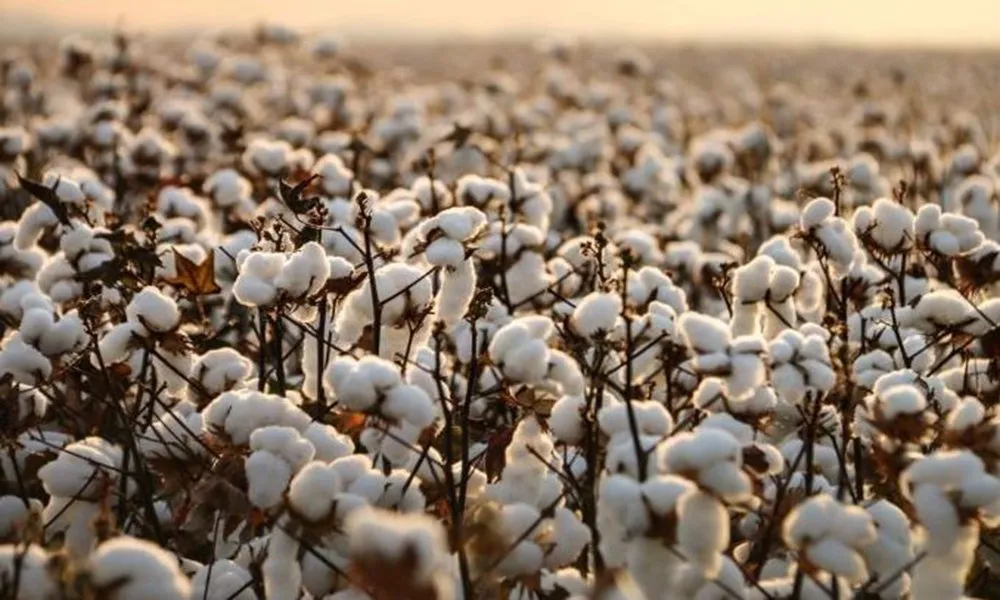 Cotton.jpg