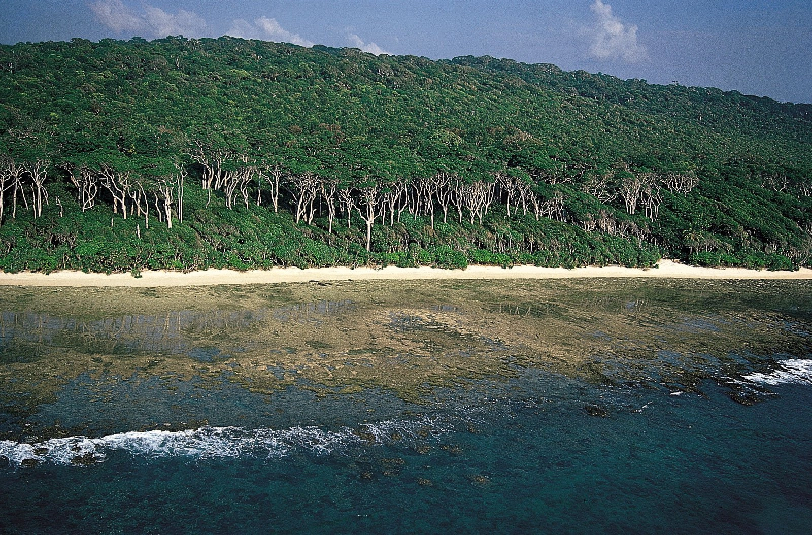 Andaman redwood trees Cinque Islands Rutland Island