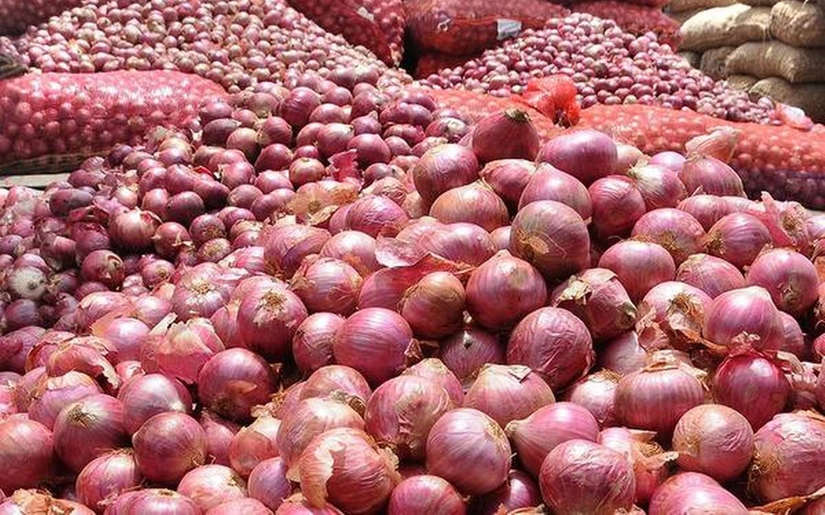 TY11 ONION111 DP.jpg