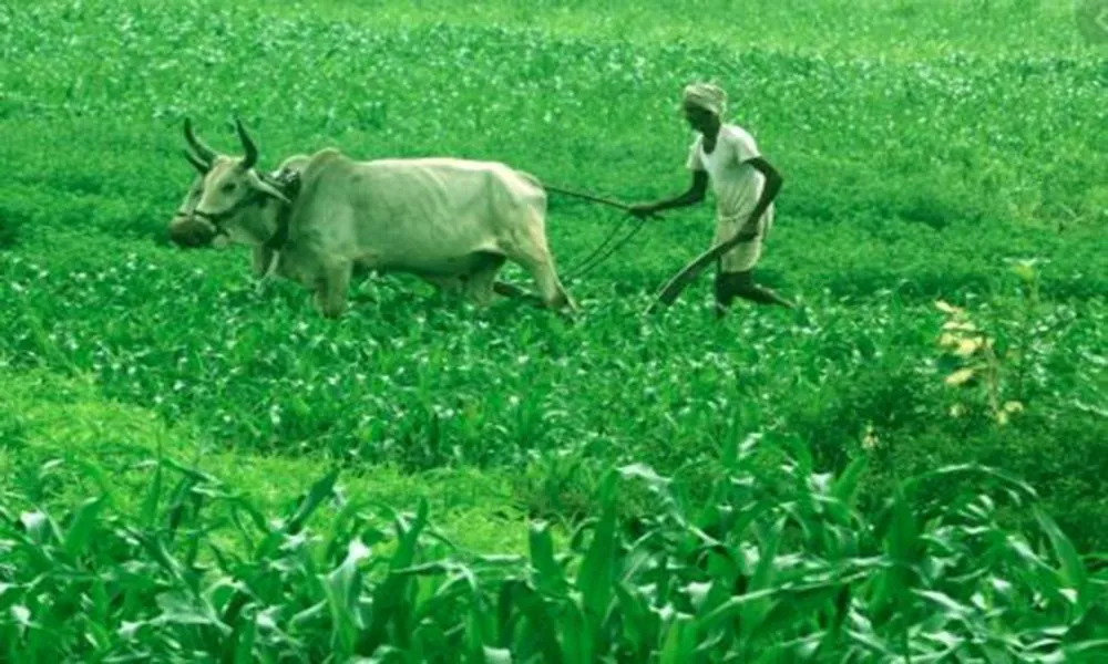 Farmers