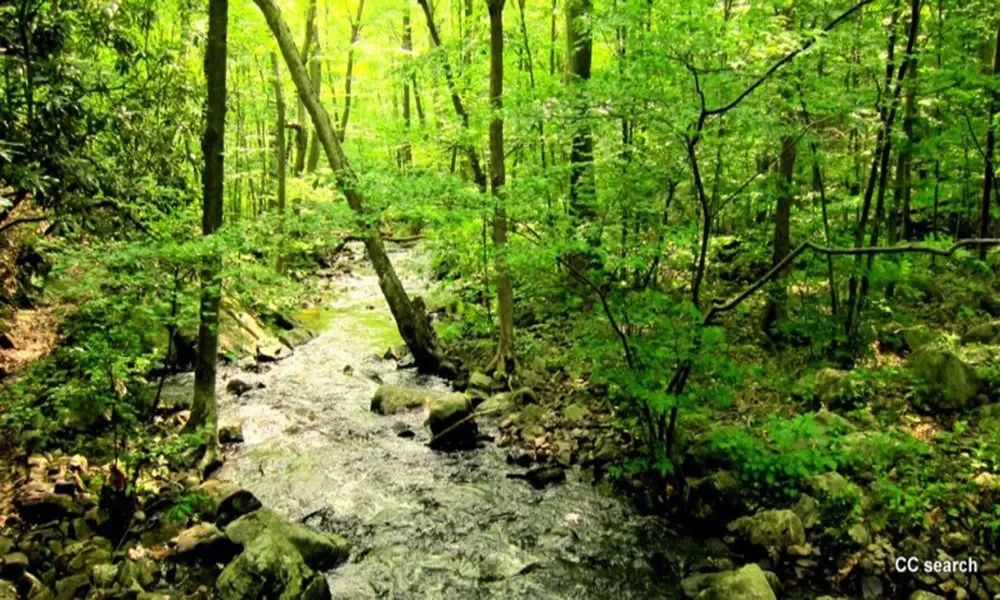 Posts Brook From Norvin Green State Forest Lower Trail