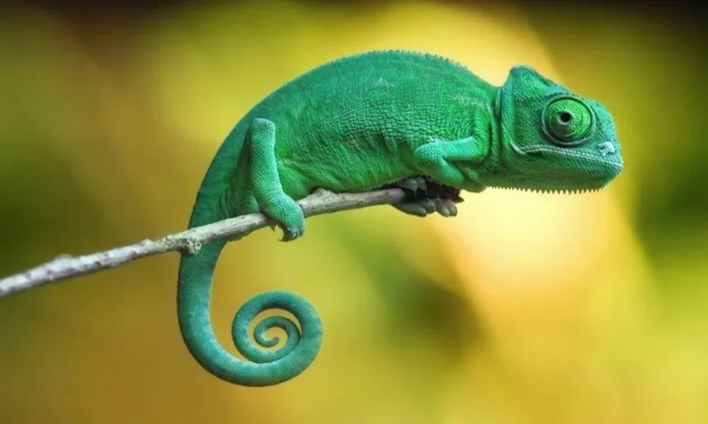 Rsz Chameleon 03 770X405 1