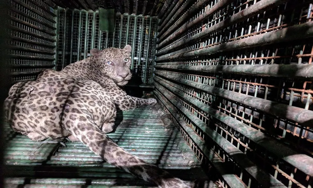 18 27 31 Leopard 1