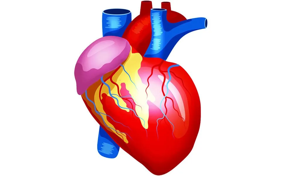 Anatomy Vector Human Heart Lungs Liver Kidney 11562943825Mz9Ffqdu3Yc