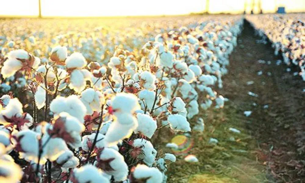 Cotton 500X500 1