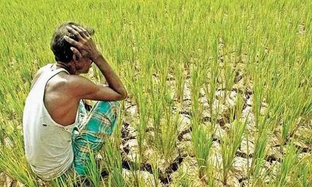 Farmer Midday Gujarati D.jpg