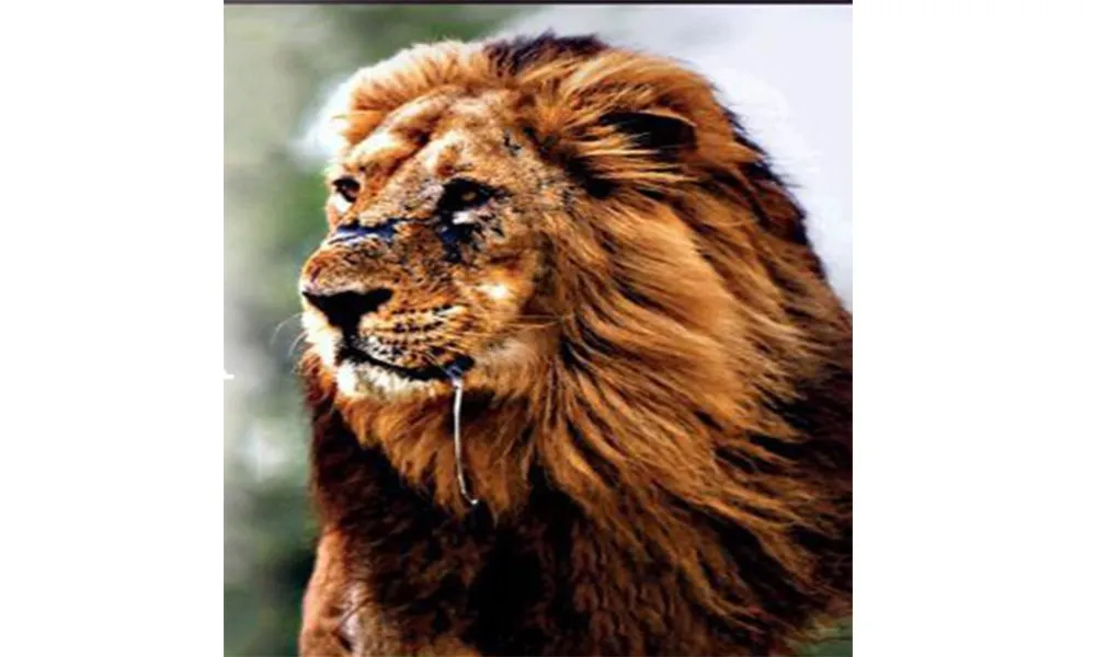 Lion.jpg