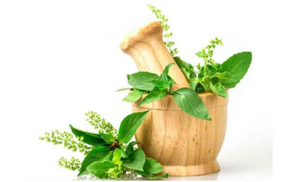 Tulsi.jpg