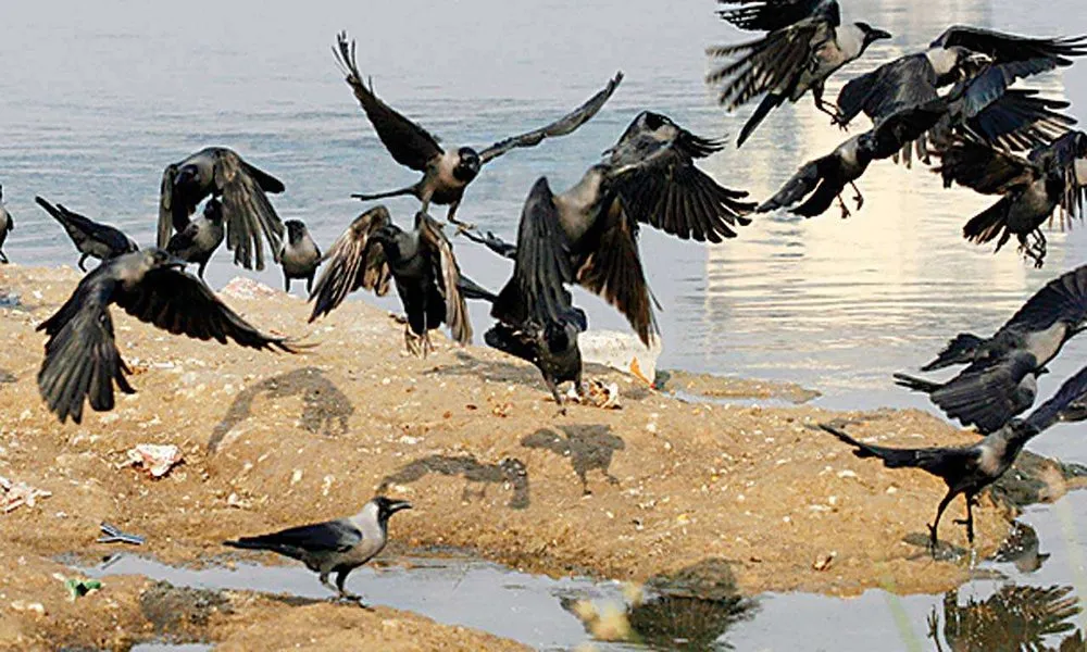 947500 Bird Flu Virus.jpg