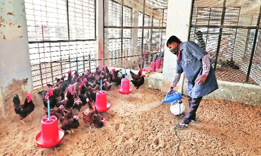 Bird Flu