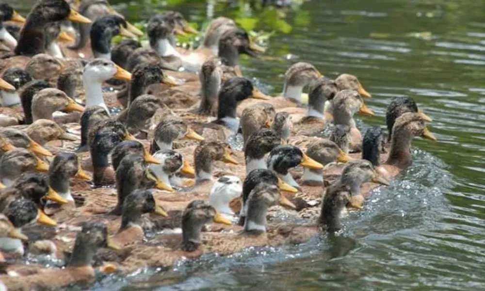 Duck Bird Flu Rep Image 060121 1200