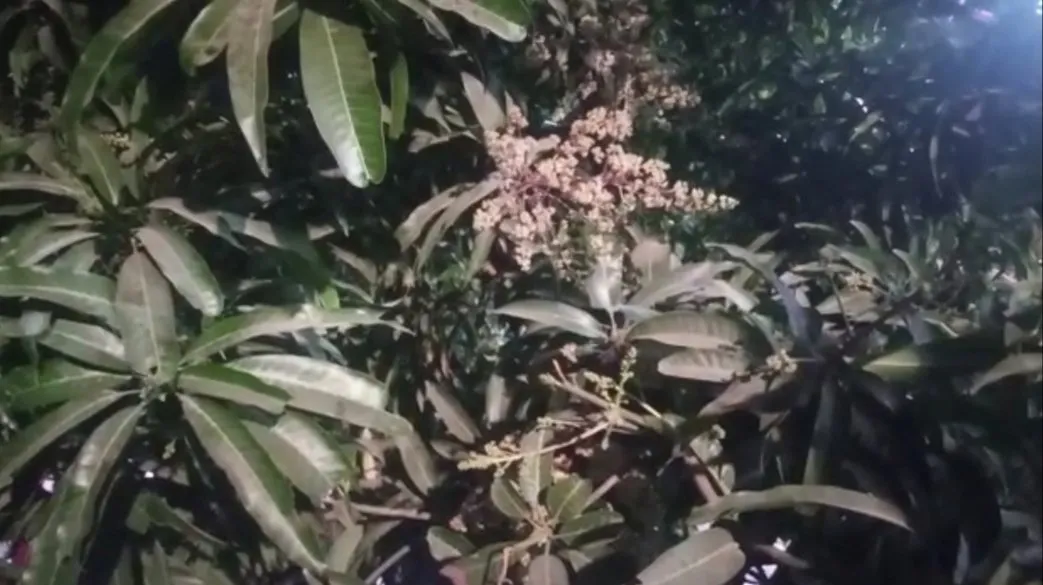 Img 20210205 Wa0001.Jpg