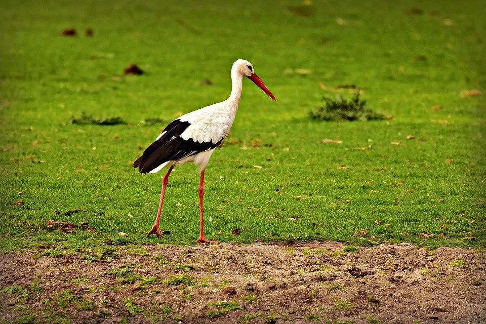 Stork 3907805 960 720.Jpg